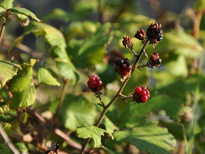 Rubus ulmifolius