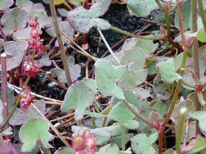 Rumex aetnensis