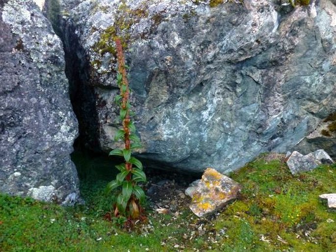 Rumex tolimensis