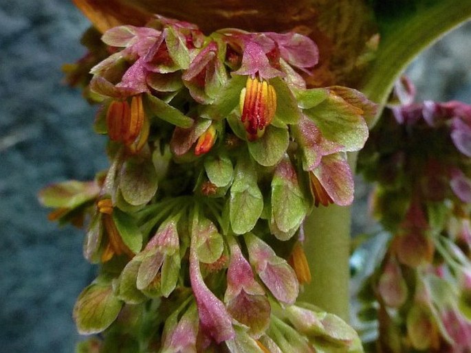 Rumex tolimensis