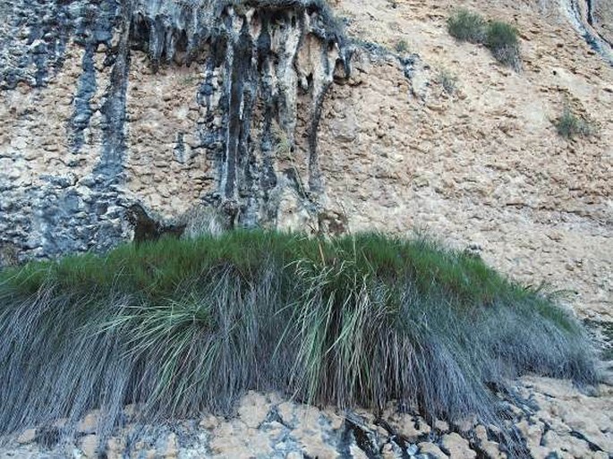 SACCHARUM RAVENNAE (L.) L. – třtinovec jižní