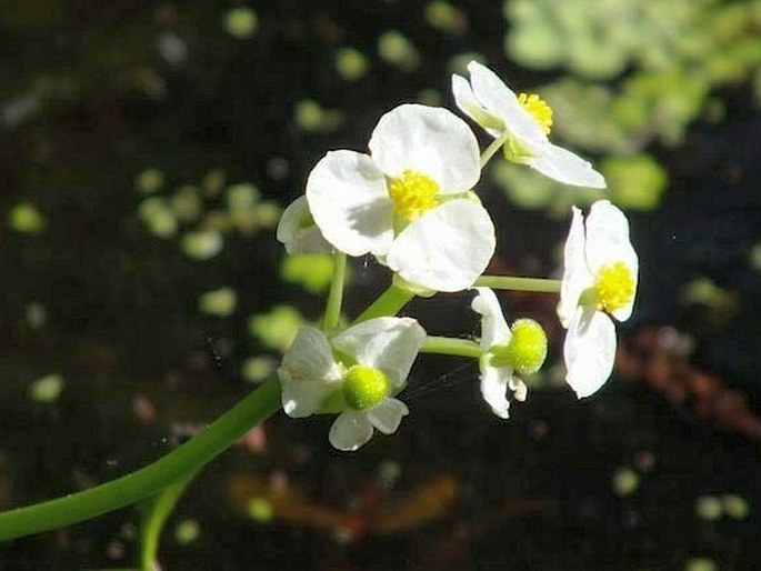 Sagittaria latifolia