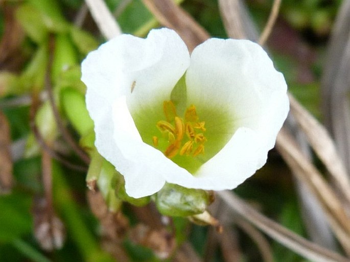 Sagittaria rhombifolia