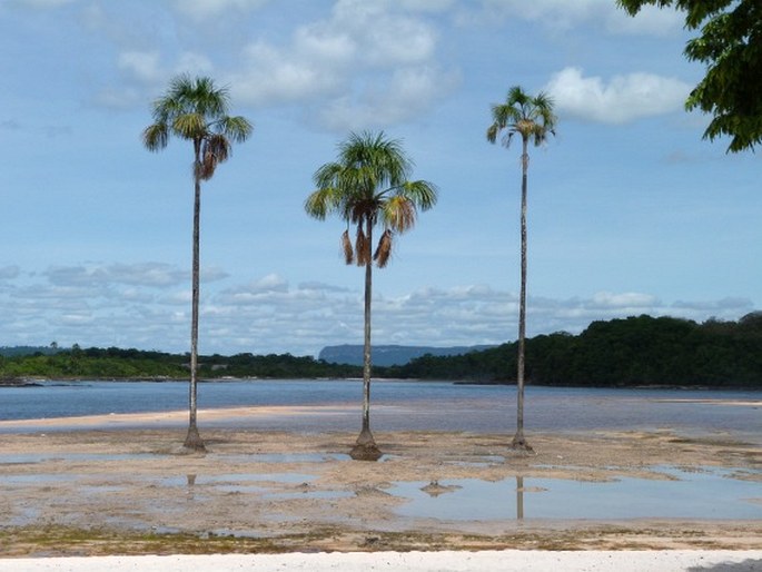 Sagittaria rhombifolia