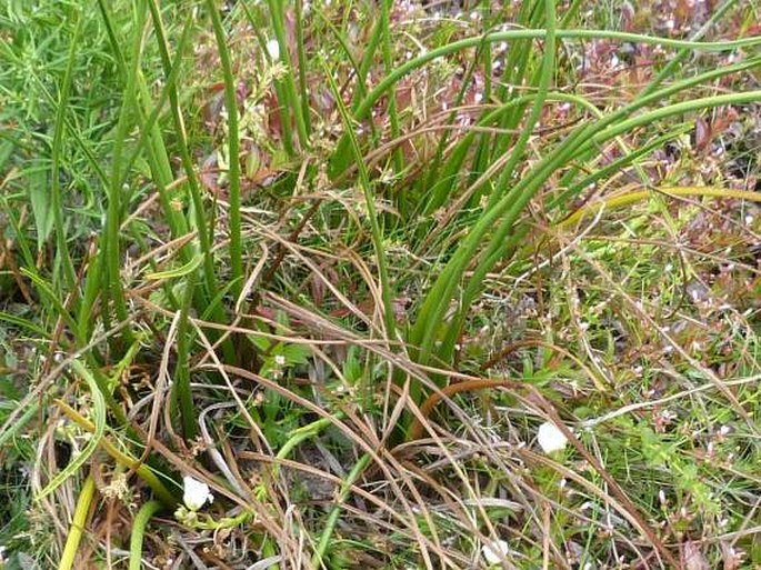 Sagittaria rhombifolia