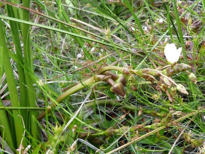 Sagittaria rhombifolia