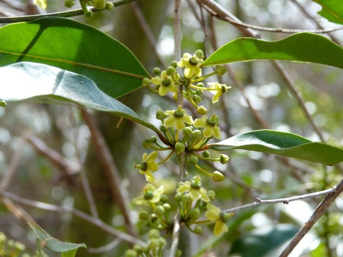 SALACIA MADAGASCARIENSIS (Lam.) DC. - vilnokvět