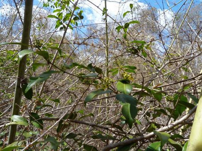 Salacia madagascariensis