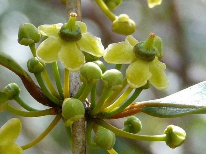 Salacia madagascariensis