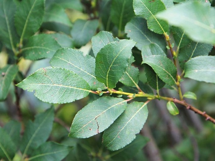 SALIX HASTATA L. – vrba hrotolistá / vŕba oštepovitolistá