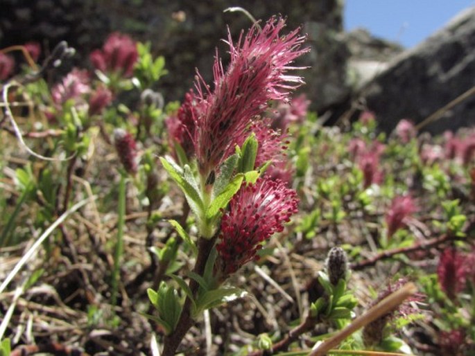 SALIX BREVISERRATA Flod. - vrba krátkozubá / vŕba