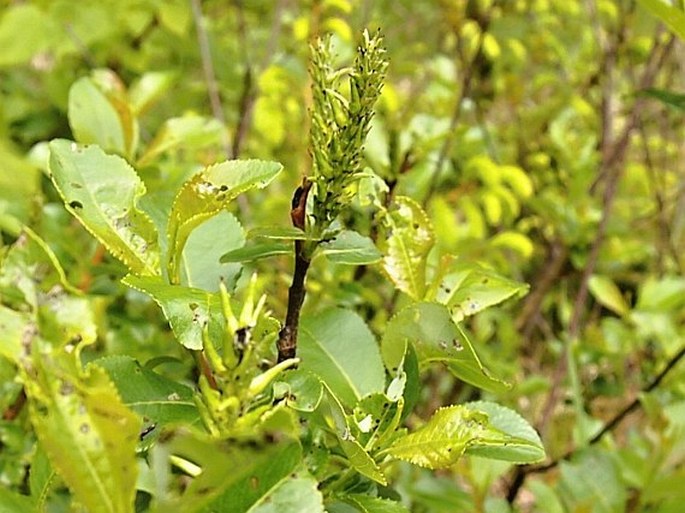 Salix glabra