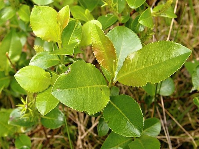 Salix glabra