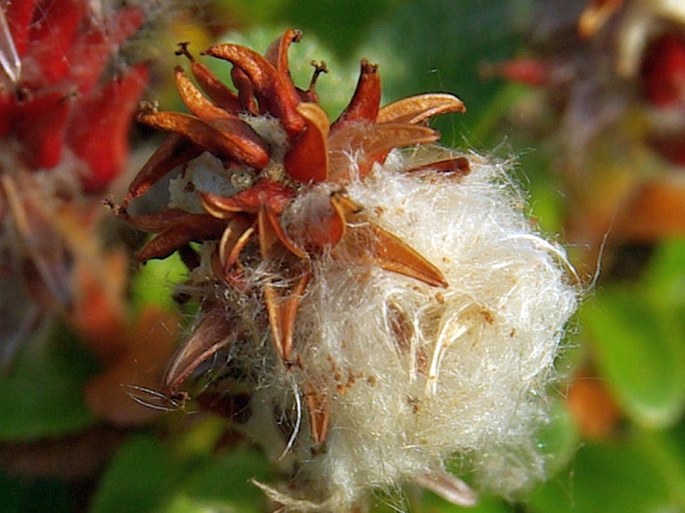 Salix kamtschatica