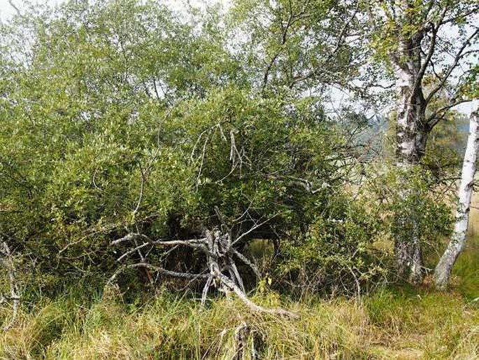 Salix myrsinifolia