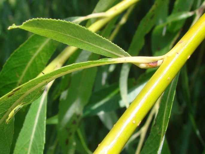 Salix × sepulcralis