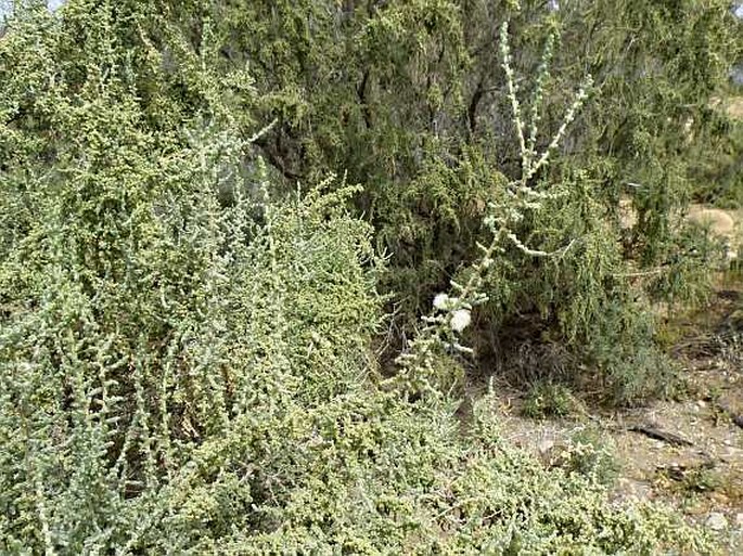 Salsola aphylla