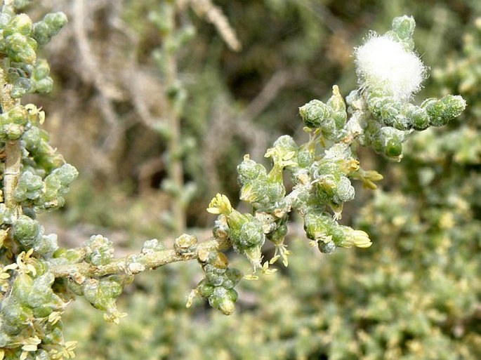 Salsola aphylla