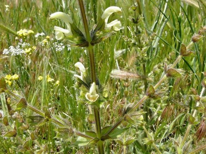 Salvia ceratophylla