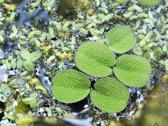 Salvinia minima