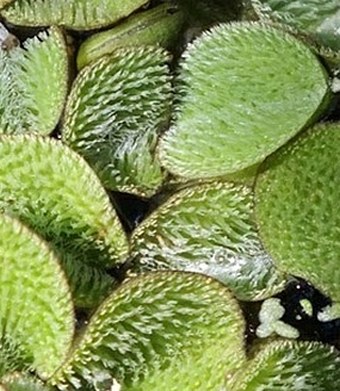 Salvinia minima