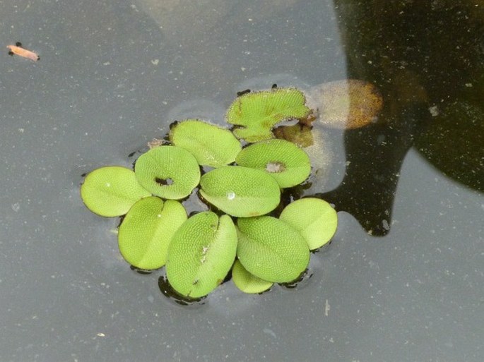 SALVINIA RADULA Baker - nepukalka / salvínia