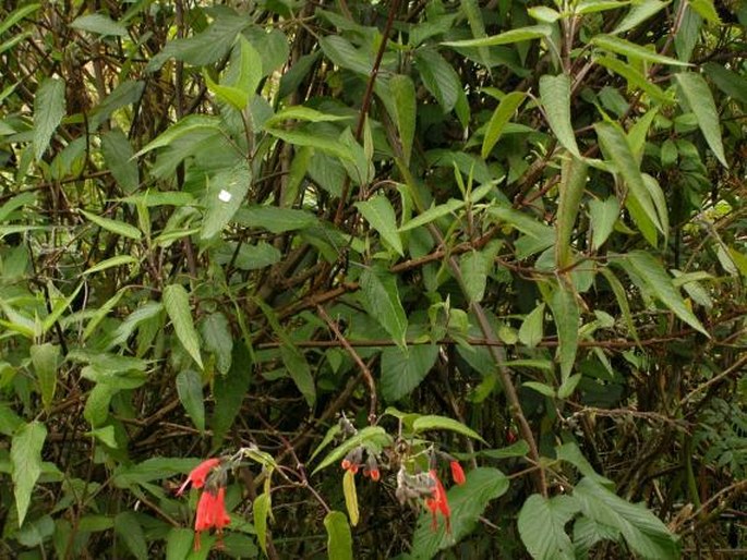 Salvia quitensis
