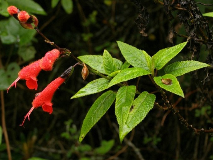 Salvia quitensis