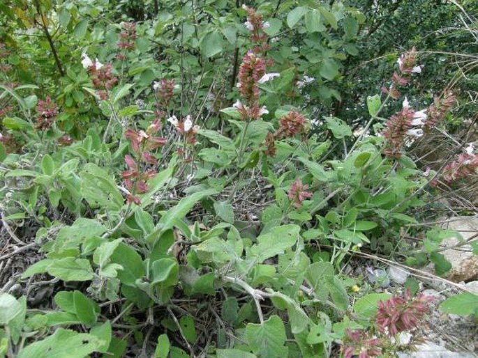 Salvia tomentosa