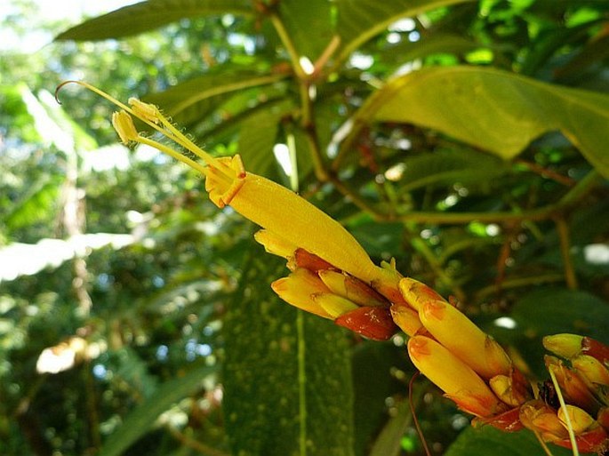 SANCHEZIA PARVIBRACTEATA Sprague et Hutch.