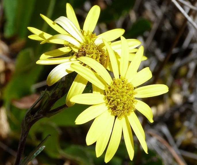 SENECIO HANSWEBERI Cuatrec. - starček