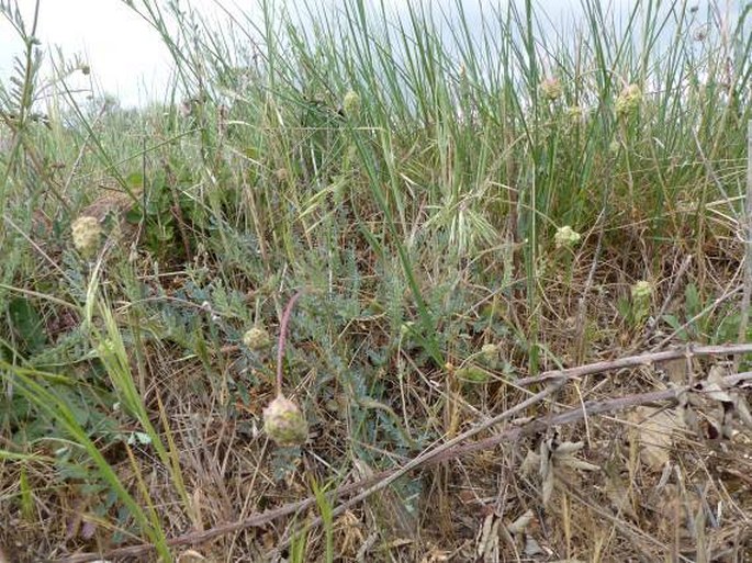 Sanguisorba verrucosa