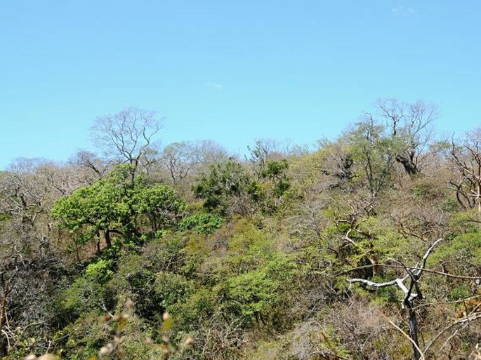 Kostarika, Parque Nacional Santa Rosa