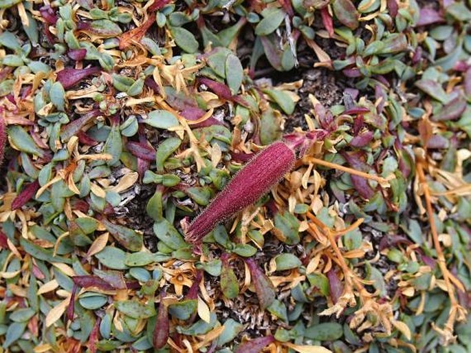 Saponaria sicula subsp. sicula