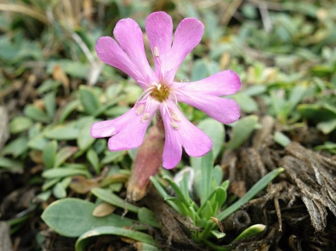 Saponaria sicula subsp. sicula