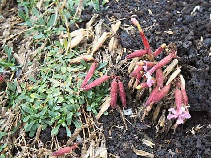 Saponaria sicula subsp. sicula