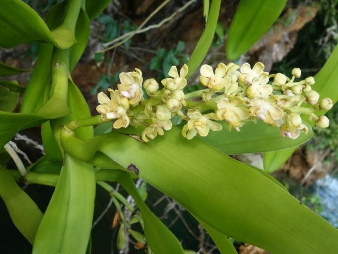 Sarcanthopsis warocqueana