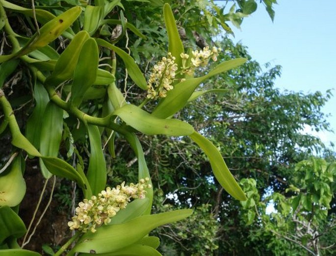 Sarcanthopsis warocqueana