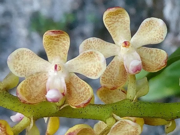 Sarcanthopsis warocqueana