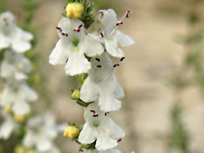 Satureja cuneifolia