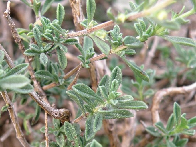 Satureja cuneifolia