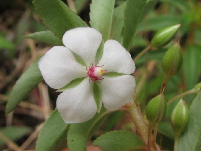 SAUVAGESIA ERECTA L.