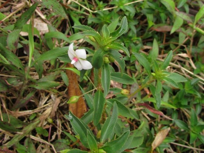 Sauvagesia erecta