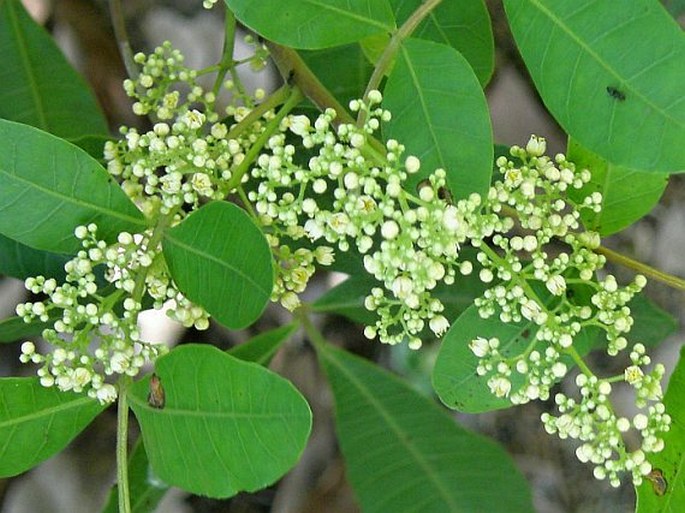 SCHINUS TEREBINTHIFOLIA Raddi - pepřovec brazilský