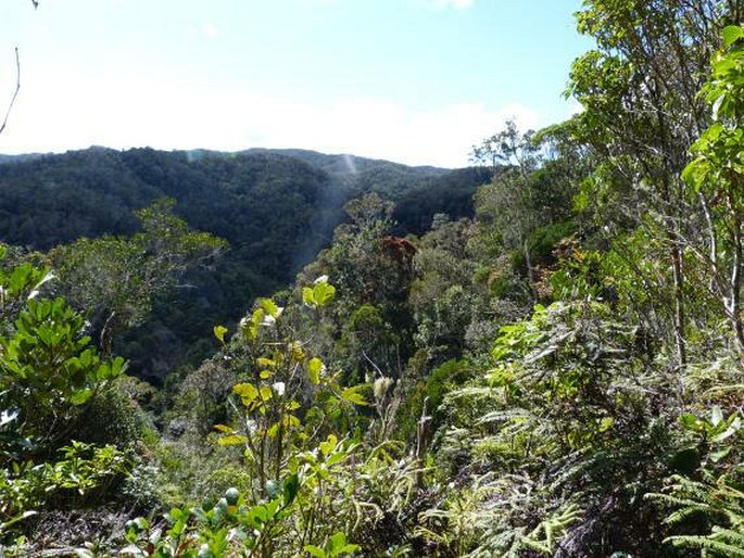 Schizaea dichotoma