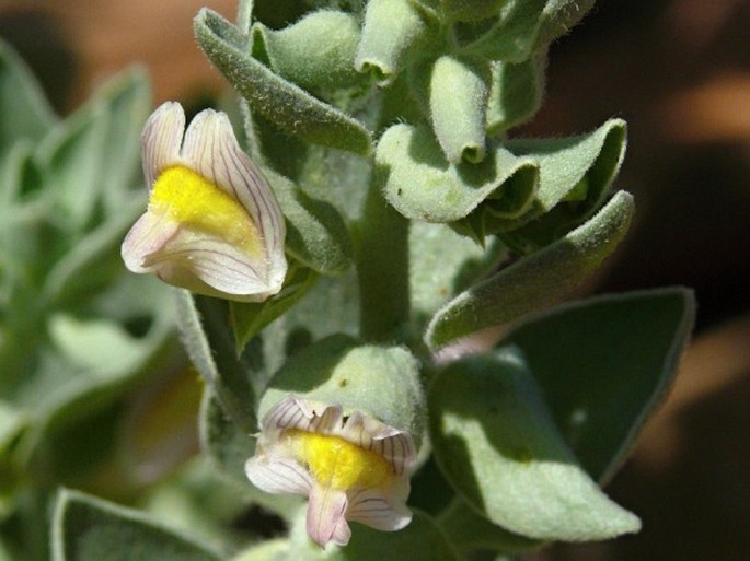 SCHWEINFURTHIA PAPILIONACEA (L.) Boiss.