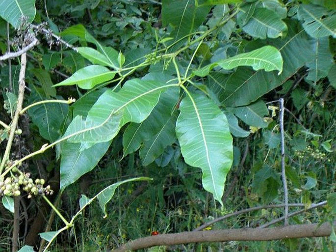 Searsia glutinosa