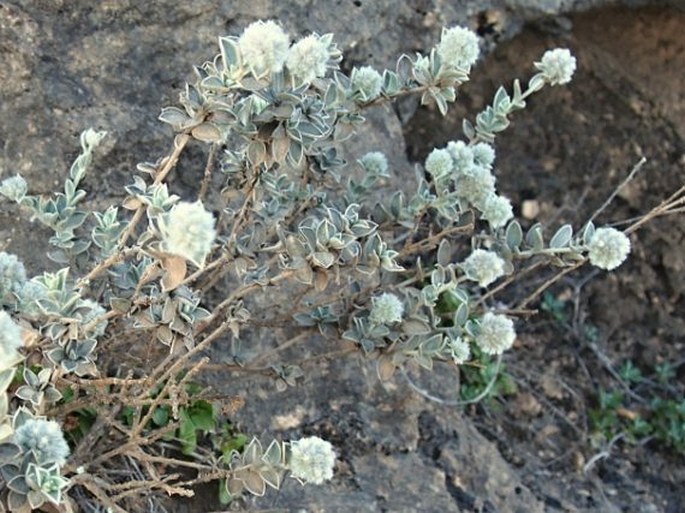 SEDDERA GLOMERATA subsp. DHOFARENSIS R. R. Mill