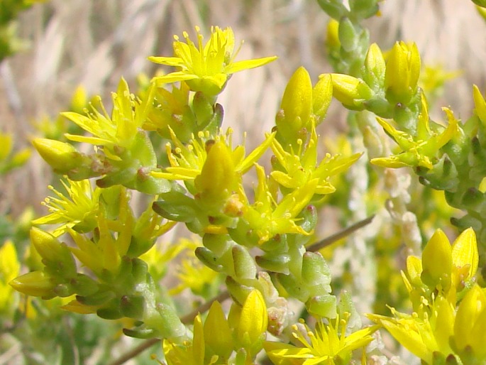 Sedum acre