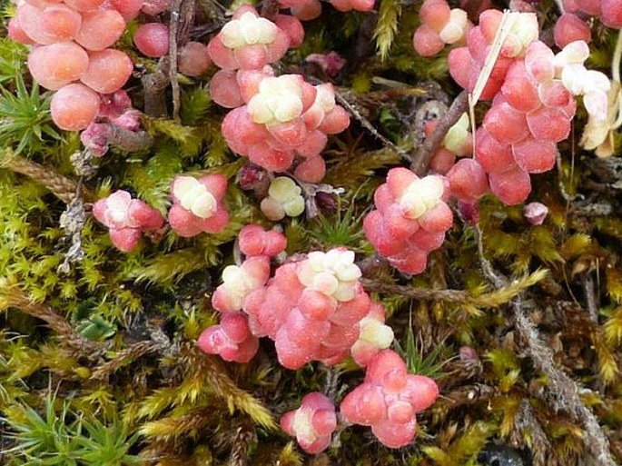 Sedum brevifolium